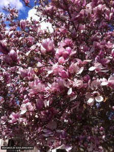 Magnolia soulangiana -blossom